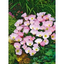Oivaline kuningakepp - Oenothera speciosa - Õrn roosa toon, pikaajaline õitsemine - Värsked seemned