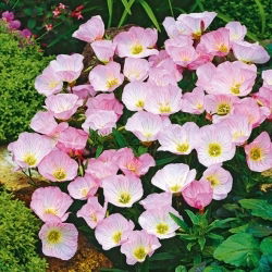 Oivaline kuningakepp - Oenothera speciosa - Õrn roosa toon, pikaajaline õitsemine - Värsked seemned
