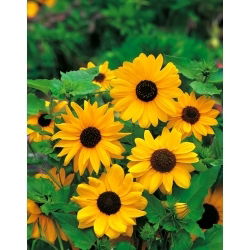 Sončnica - Stella - Helianthus debilis - Visoka rast, sijoči zlati cvetni listi - Sveža semena
