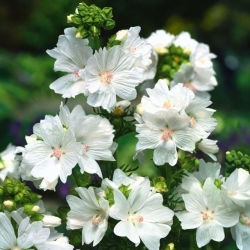 Musk Mallow - white - Malva moschata - Purest white, most graceful floral display - Fresh Seeds