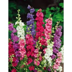 Делфиниум едногодишен - Delphinium ajacis - Висок и живописен микс - Свежи семена