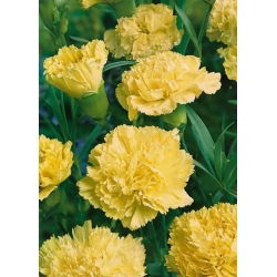 Vrtni karanfil - Marie Chabaud - Dianthus caryophyllus - Sjajna žuta boja, bogato nabrane latice - Svježe sjeme