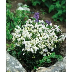 Делфиниум, ралица - Бял - Delphinium grandiflorum - Чистобели цветове, елегантна форма - Свежи семена