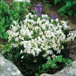 Делфиниум, ралица - Бял - Delphinium grandiflorum - Чистобели цветове, елегантна форма - Свежи семена