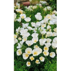Sömntuta - Ivory Castle - Eschscholzia californica - Doftande blad och bästa valet för pollinatörer - Färska frön