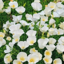 Sömntuta - Ivory Castle - Eschscholzia californica - Doftande blad och bästa valet för pollinatörer - Färska frön