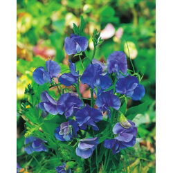 Сладък грах "Royal Navy Blue" - 33 семена - Lathyrus odoratus