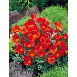 Poppy California - berbunga merah; poppy emas, cahaya matahari California, cawan emas - Red Chief
