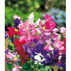 Semillas de guisante enano - Lathyrus odoratus - 24 semillas