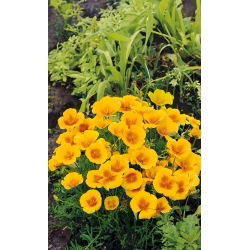 Sömntuta - Golden West - Eschscholzia californica - Lysande orange blommor och lång blomningstid - Färska frön