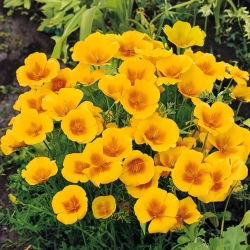 Sömntuta - Golden West - Eschscholzia californica - Lysande orange blommor och lång blomningstid - Färska frön