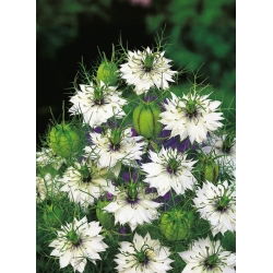 Juffertje-in-het-groen - wit - Nigella damascena - Zuiver wit en speelse wildheid - Verse zaden
