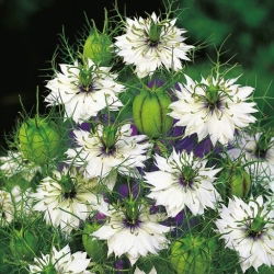 Juffertje-in-het-groen - wit - Nigella damascena - Zuiver wit en speelse wildheid - Verse zaden