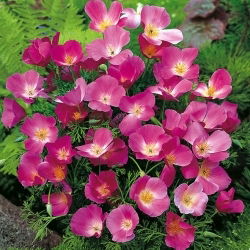 Kalifornijski mak - Purple Gleam - Eschscholzia californica - Bogat vijolični odtenek, dolgo cvetenje - Sveža semena