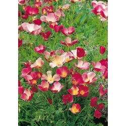 Kalifornijski mak - Carmine King - Eschscholzia californica - Globok karmin, močna barvna prisotnost - Sveža semena