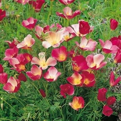 Kalifornijski mak - Carmine King - Eschscholzia californica - Globok karmin, močna barvna prisotnost - Sveža semena