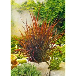 Okrasné Rice Black Madras semená - Oryza Sativa - Oryza sativa ‘Black Madras'