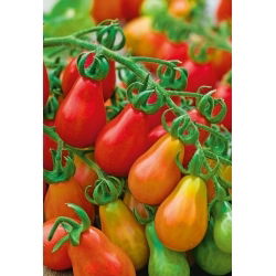 Tomaat - Red Pear - Verleidende zoetheid en perfecte proporties - Verse zaden