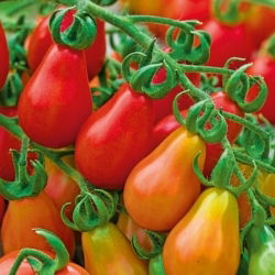 Tomaat - Red Pear - Verleidende zoetheid en perfecte proporties - Verse zaden