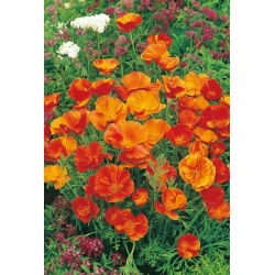 Sömntuta - Mikado - Eschscholzia californica - Färgstark variation och ett slående trädgårdsinslag - Färska frön