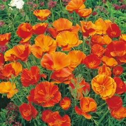 Sömntuta - Mikado - Eschscholzia californica - Färgstark variation och ett slående trädgårdsinslag - Färska frön