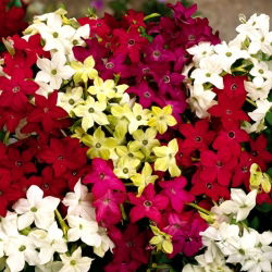 Okrasna tobačna ruleta F2 Mix semen - Nicotiana x sanderae - 3000 semen