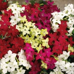 Roulette Tembakau Hias F2. Campuran biji - Nicotiana x sanderae - 3000 biji