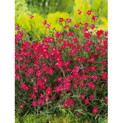 Sementes Maiden Pink Flashing Light - Dianthus deltodies - 330 sementes - Dianthus deltoides
