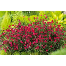 Neitsi roosa Flashing Light seemned - Dianthus deltodies - 330 seemnet - Dianthus deltoides