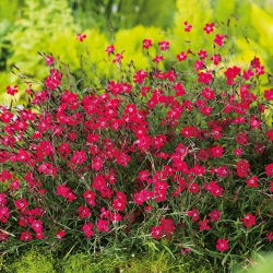 Sementes Maiden Pink Flashing Light - Dianthus deltodies - 330 sementes - Dianthus deltoides