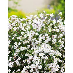 Kruipend gipskruid - wit - Gypsophila repens - Fris wit en elegante hangstructuur - Verse zaden