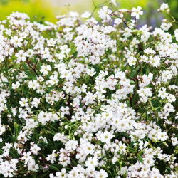 Kruipend gipskruid - wit - Gypsophila repens - Fris wit en elegante hangstructuur - Verse zaden