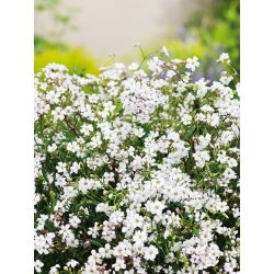 Roomav kipslill - Valge - Gypsophila repens - Lumivalged õied, õrn lehestik - Värsked seemned