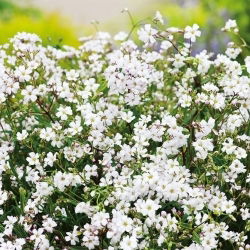 Floarea miresei - alb - Gypsophila repens - Flori albe ca zăpada, lăstari grațioși - Semințe proaspete