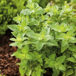 BIO Orégano - Origanum vulgare - Perfecta para pizzas, salsas de pasta, guisos y marinados - Semillas frescas