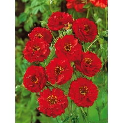 Geum chiloense - Mrs. Bradshaw - Geum chiloense - Richest scarlet, strongest garden presence - Fresh Seeds