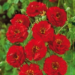 Geum chiloense - Mrs. Bradshaw - Geum chiloense - Richest scarlet, strongest garden presence - Fresh Seeds