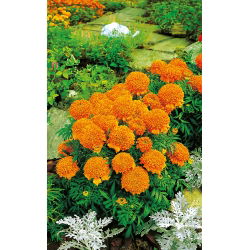 Rose d'Inde Nain - Cupido - Orange - Tagetes erecta - Idéale pour bordures, massifs, pots et allées - Graines fraîches