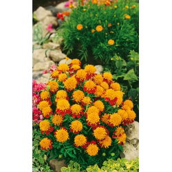 Œillet d'Inde - Tiger Eyes - Tagetes patula - Pétales acajou vif et centre orange éclatant - Graines fraîches