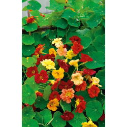 Große Kapuzinerkresse - Gleam - Mischung - Tropaeolum majus - Rankend oder kletternd, erreicht bis zu 150 cm - Samen