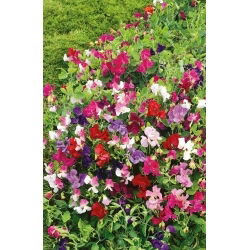 Guisante de Olor - Little Sweetheart - Lathyrus odoratus - Mini flores y aroma encantador - Semillas frescas