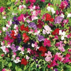 Guisante de Olor - Little Sweetheart - Lathyrus odoratus - Mini flores y aroma encantador - Semillas frescas