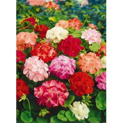 Geranie, Pelargonie - bunte Mischung