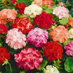 Geranie, Pelargonie - bunte Mischung
