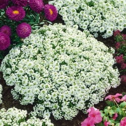 Tařicovka přímořská - Snowcloth - Lobularia maritima - Sněžně bílé květy, voňavé krytí - Čerstvá semena