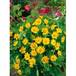 Butter daisy; Star daisy (Melampodium paludosum) - 40 seeds