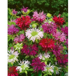 Crimson beebalm - variety mix; Scarlet beebalm, Scarlet monarda, Oswego tea - 180 seeds
