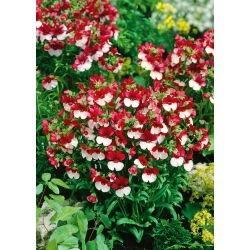 Nemesia - St. George - Nemesia strumosa - Spettacolo floreale duraturo - Semi Freschi
