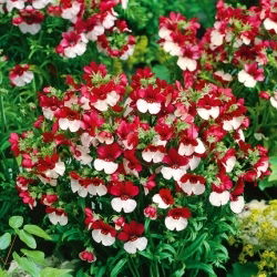 Nemesia - St. George - Nemesia strumosa - Spettacolo floreale duraturo - Semi Freschi