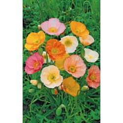 Benih Poppy Iceland campuran - Papaver nudicaule - 3750 biji
